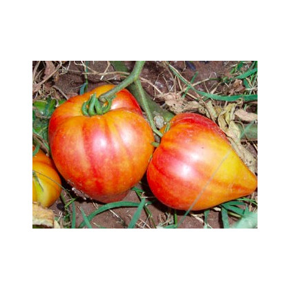 Rajče ruské oranžové - Lycopersicon esculentum - semena - 6 ks