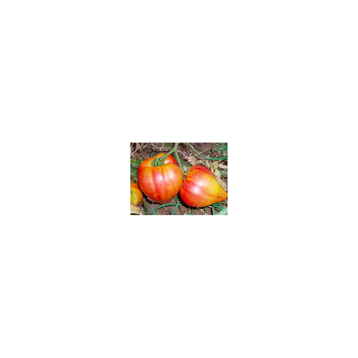 Rajče ruské oranžové - Lycopersicon esculentum - semena - 6 ks