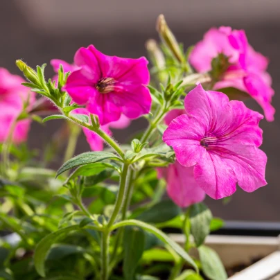 Petúnie mnohokvětá Rita F1 - Petunia Hybrida - semena - 30 ks