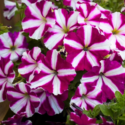 Petúnie Mnohokvětá Belinda F1 - Petunia Hybrida - semena - 30 ks