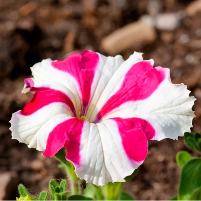 Petúnie mnohokvětá Henrietta F1 - Petunia Hybrida - semena - 30 ks