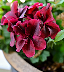 Muškát páskatý F1 Black Velvet Violet - Pelargonium zonale - semena - 6 ks