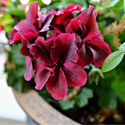 Muškát páskatý F1 Black Velvet Violet - Pelargonium zonale - semena - 6 ks