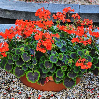 Muškát páskatý Nekita F1 Scarlet - pelargonium zonale - semena - 4 ks