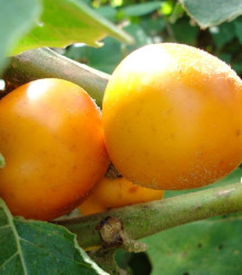 Solanum sessiliflorum - Solanum sessiliflorum - semena - 10 ks