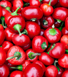 Chilli Large Red Cherry Hot - Capsicum annuum - semena - 7 ks