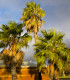 Palma Washingtonie vláknitá - Washingtonia filifiera - semena - 3 ks