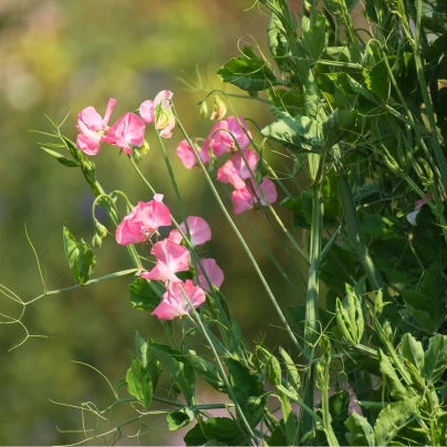 Hrachor vonný královský lososově růžový - Lathyrus odoratus - semena - 20 ks