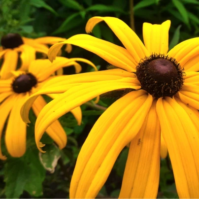 Třapatka okázalá Speciosa - Rudbeckia speciosa - prostokořenné sazenice - 1 ks