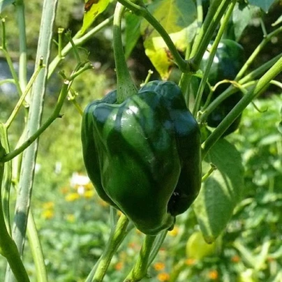 Chilli Ancho - Capsicum annuum - semena - 6 ks