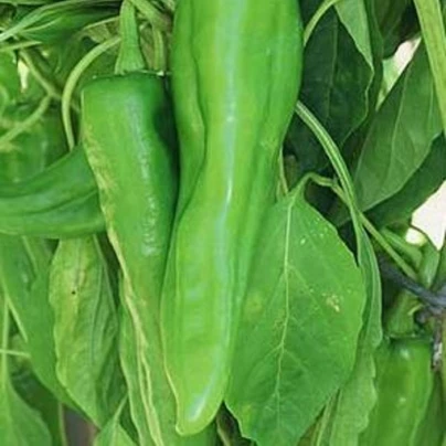 Chilli Velký Jim - Capsicum annuum - semena - 7 ks