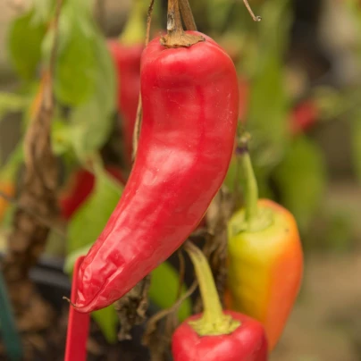 Chilli Maďarský vosk - Capsicum annuum - semena - 6 ks