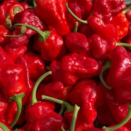 Chilli Jamaican Hot Red - Capsicum annuum - semena - 6 ks