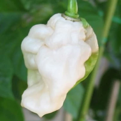 Chilli Bhut Jolokia bílé - Capsicum chinense - semena - 5 ks