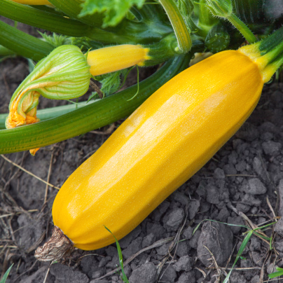 Cuketa Saffron F1 - Cucurbita pepo - semena - 7 ks