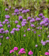 Pažitka pobřežní Staro - Allium schoenoprasum - semena - 40 ks
