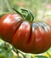 Rajče Black Russian - Solanum lycopersicum - semena - 6 ks