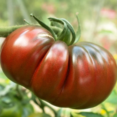 Rajče Black Russian - Solanum lycopersicum - semena - 6 ks