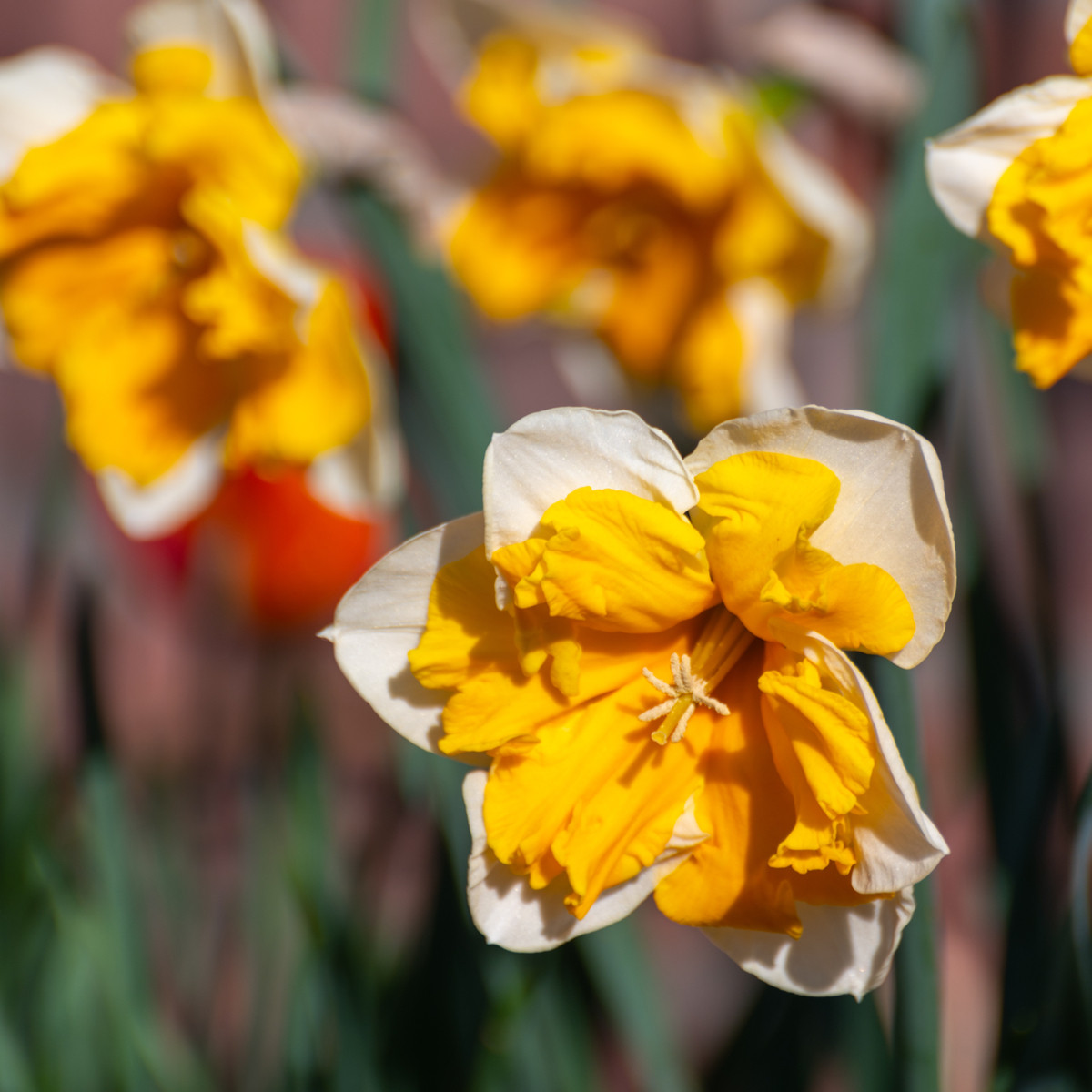 Narcis Orangery - Narcissus L. - cibuloviny - 3 ks