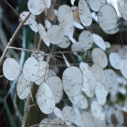 Měsíčnice roční bílá - Lunaria annua - semena - 40 ks