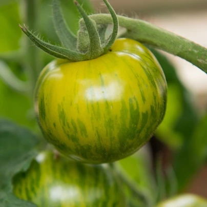 BIO Rajče Zelená zebra - Solanum lycopersicum - bio semena - 6 ks