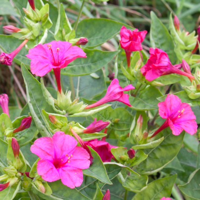Nocenka jalapovitá Limelight - Mirabilis jalapa - semena - 6 ks
