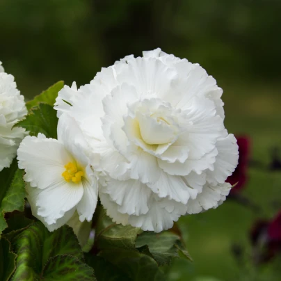 Begonie plnokvětá bílá - Begonia superba - cibuloviny - 2 ks