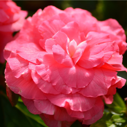 Begonie plnokvětá růžová - Begonia superba - cibuloviny - 2 ks