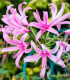 Nerine Bowdenova - Nerine bowdenii - cibuloviny - 1 ks