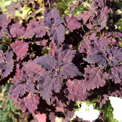 Africká kopřiva Wizard Black Dragon - Coleus blumei - semena - 30 ks