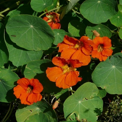 Lichořeřišnice větší Tom Pouce - Tropaeolum majus - semena - 15 ks