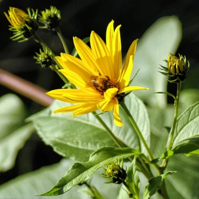 Topinambur - Helianthus tuberosus - prostokořenné sazenice - 1 ks