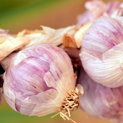 Sadbový česnek Sultop - Allium sativum - paličák - cibule česneku - 1 balení