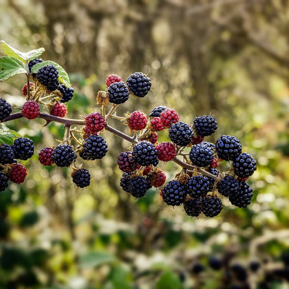 Ostružiník beztrnný černý - Rubus - prostokořenné sazenice - 1 ks