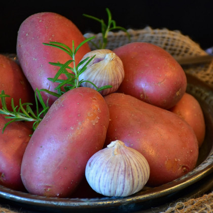 Sadbové brambory Rosara - Solanum tuberosum - 5 kg