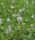 BIO Jitrocel Minutina - Plantago coronopus - bio semena - 500 ks