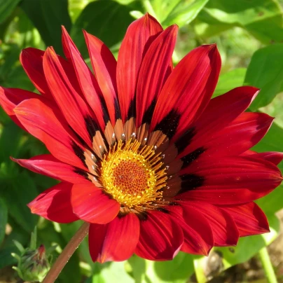 Gazánie Frosty Kiss Red F1 - Gazania rigens - semena - 12 ks