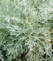 BIO Pelyněk pravý - Artemisia absinthum - bio semena - 0,02 g