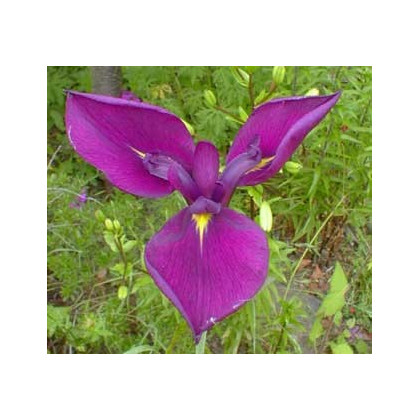 Kosatec japonský - Iris ensata - semena - 5 ks