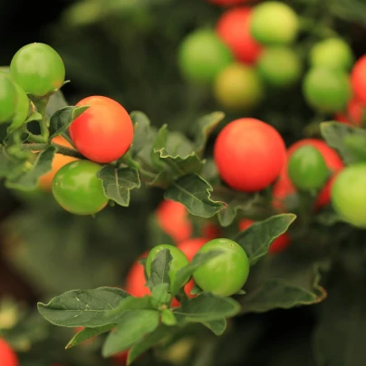 Lilek okrasný Jupiter - Solanum pseudocapsicum - semena - 10 ks