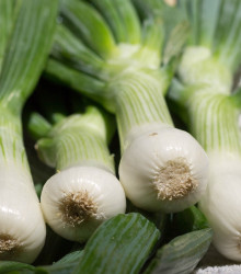 Cibule bílá jarní La Reine - Allium cepa - semena - 250 ks