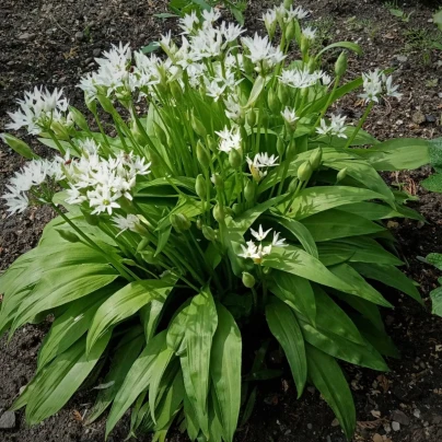 Česnek medvědí - Allium ursinum - semena - 7 ks