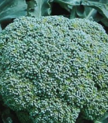 Brokolice Cezar - Brassica oleracea - semena - 0,6 g