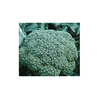 Brokolice Cezar - Brassica oleracea - semena - 0,6 g