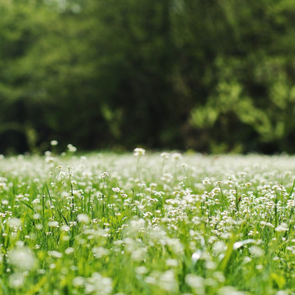 Bílá louka krajková - Planta Naturalis - luční směs - 10 g