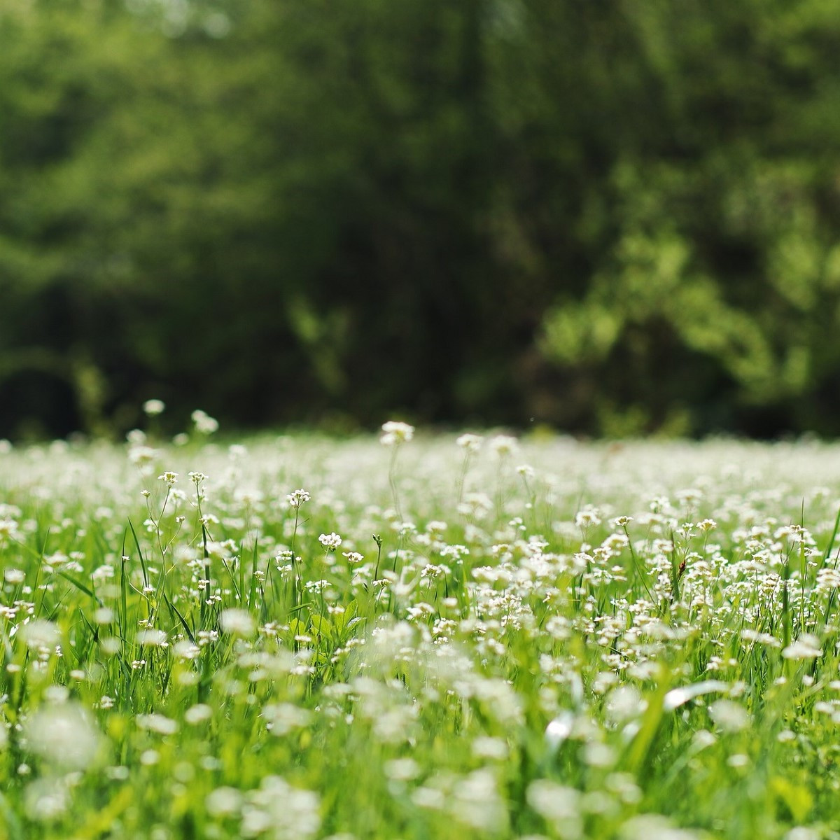 Bílá louka krajková - Planta Naturalis - luční směs - 50 g