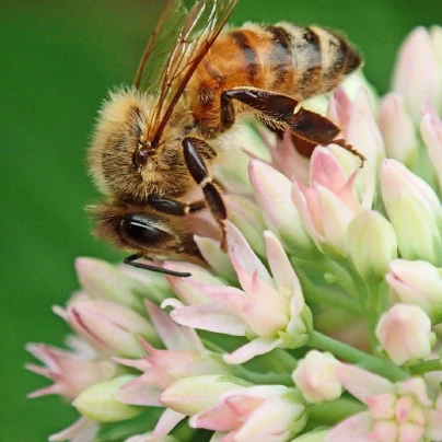 Jednoleté květy pro včely - Planta Naturalis - luční směs - 10 g