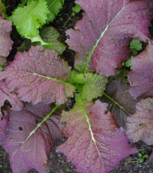 Hořčice červená Red - Brassica juncea - semena - 300 ks