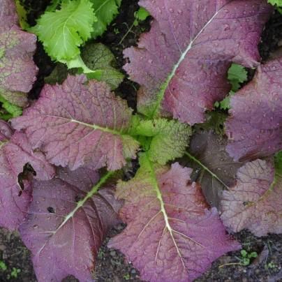 Hořčice červená Red - Brassica juncea - semena - 300 ks