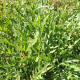 Divoká roketa Sorrento - Diplotaxis tenuiflora - semena - 0,5 g